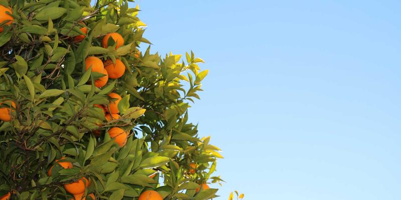 丝路新礼：定制真丝围巾与旗袍的文化内涵与实用指南