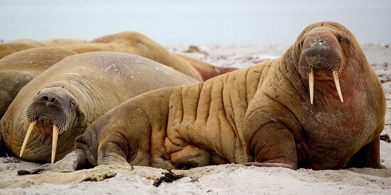 企业礼品指南：解码中国特色春节送礼文化中的红包、年货与吉祥礼物
